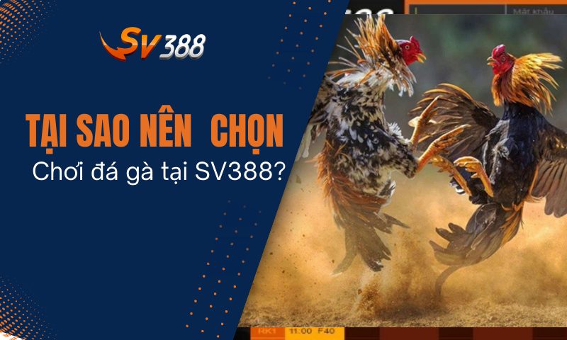 Tại sao nên lựa chọn chơi đá gà tại SV388 casino?